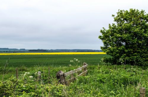 field cloudiness oilseed rape