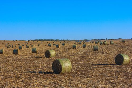 field hay bales hay
