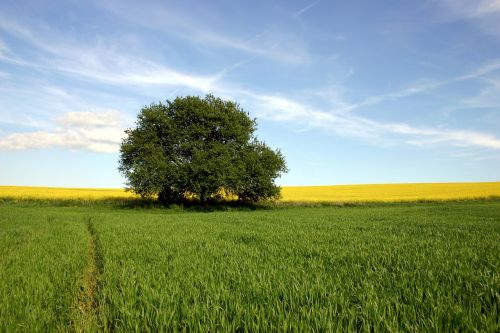 field agriculture rape