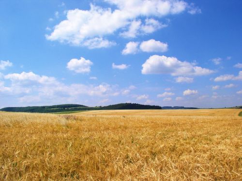 field grain sky