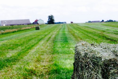 go harvest time summer