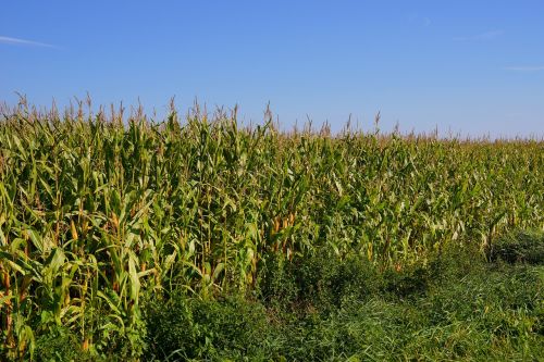 field cornfield agriculture