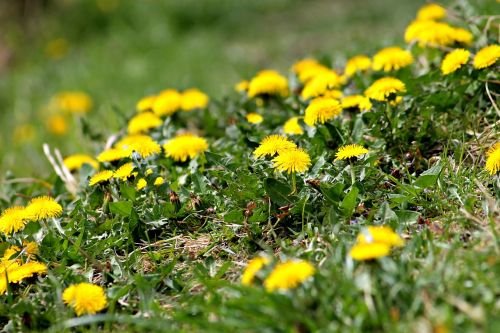 field meadow flower dandelion