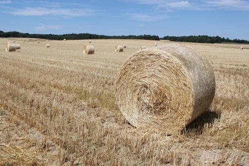 field harvest hay bales