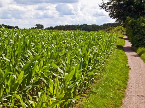 field arable green