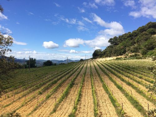 field wine france