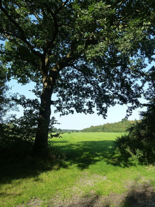 field tree oak