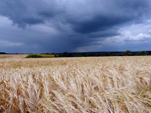 field landscape dark clouds