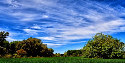 field landscape wheat