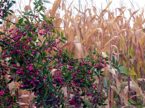 field pink berries corn