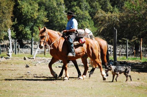 field horse cordillera