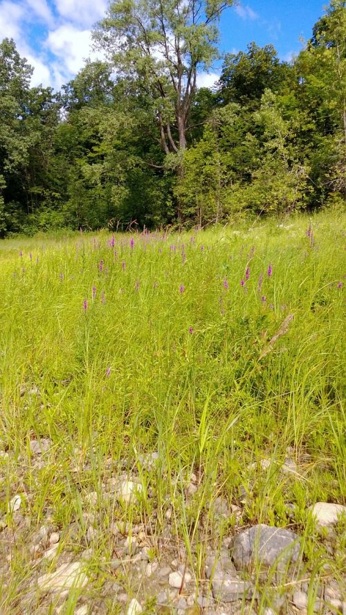 field grass meadow