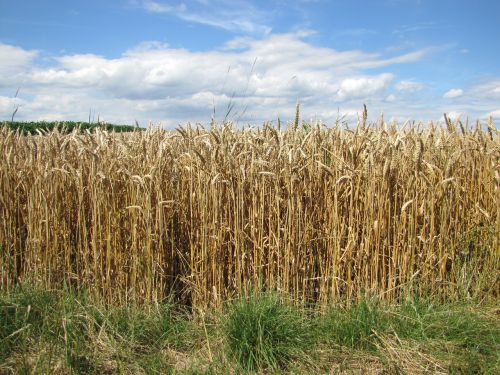 field wheat dry