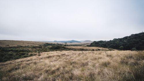 field grass hills