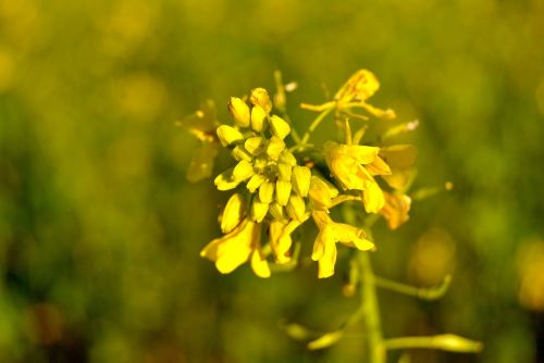 field oilseed rape blossom