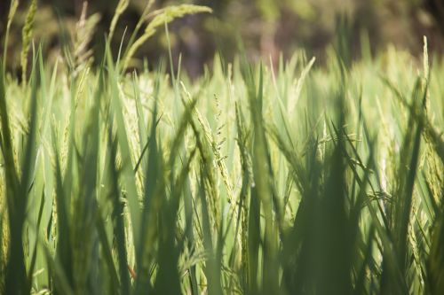 field green rice