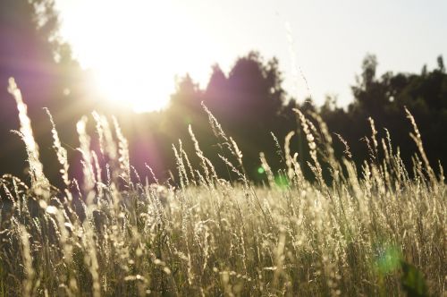 field grass landscape