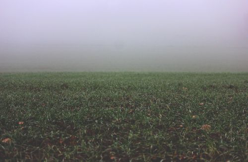 field fog grass