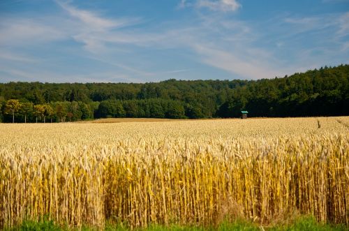 field landscape summer