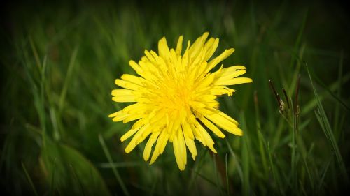 field flower yellow