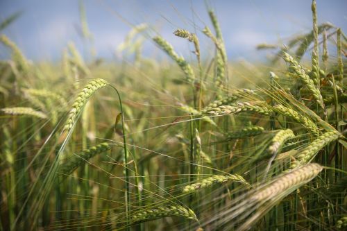 field macro nature