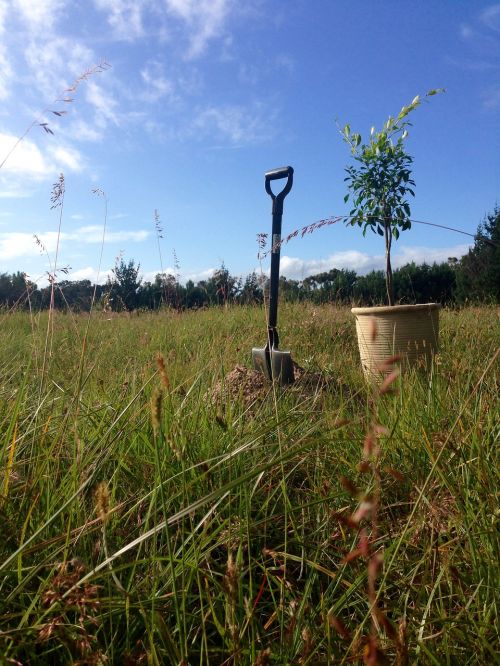 field tree planting