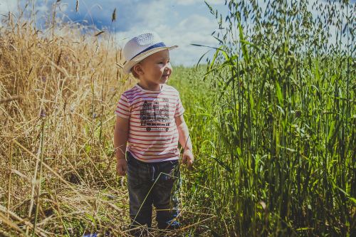 field grass nature