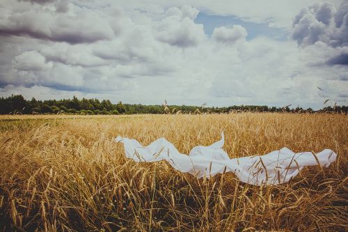 field wheat nature