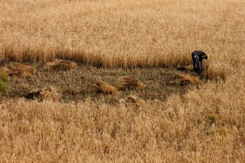 field wheat orak
