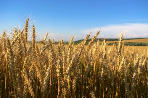 field wheat klosova
