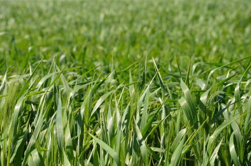 field wheat cereals