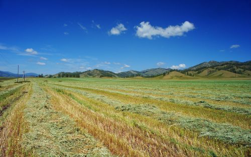 field mown buckwheat sky