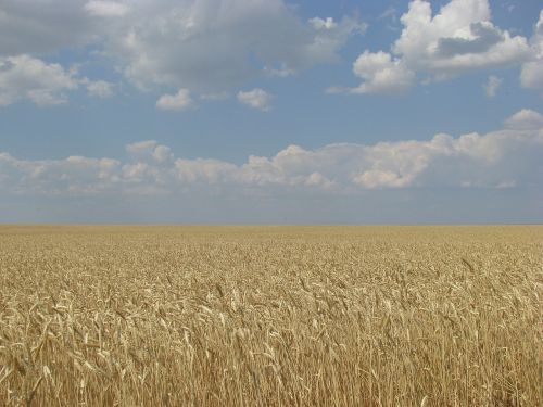 field wheat august