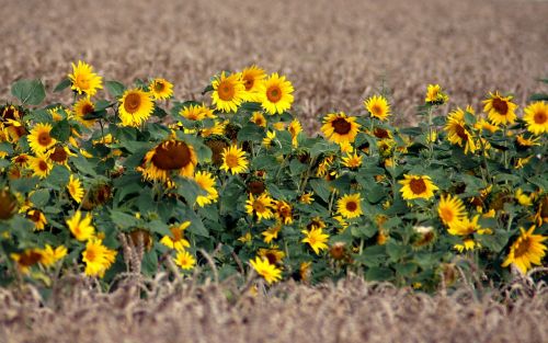 field sunflower flower