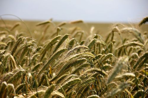 field cereals rye