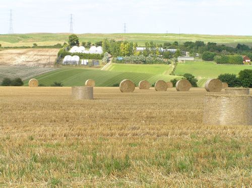 field yellow countryside