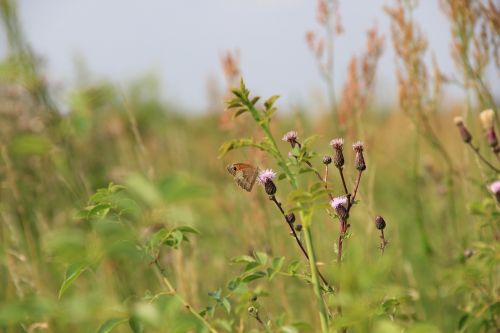 field meadow grass