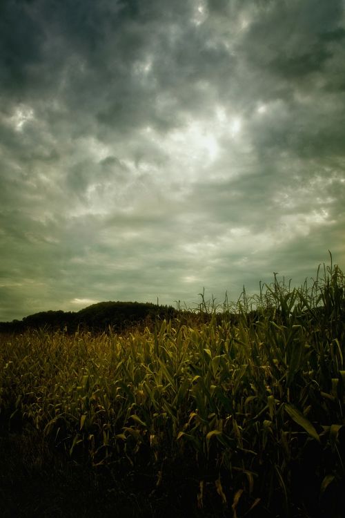 field corn on the cob landscape