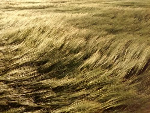 field wheat wind
