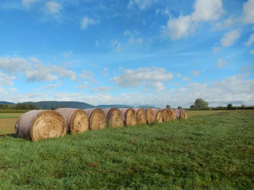 field nature