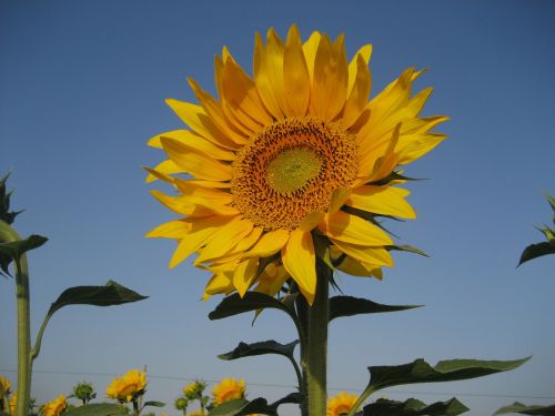 field tulip yellow