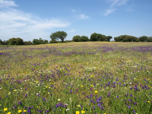 field flowers landscape