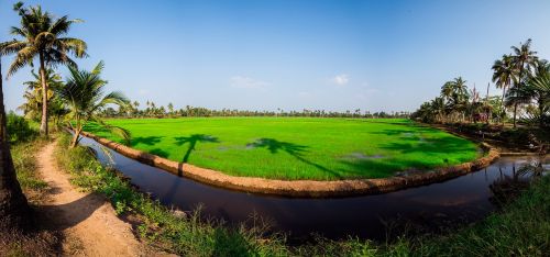 field farming rice