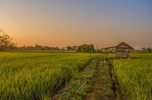 field farmer green