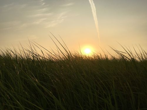 field sunrise grass