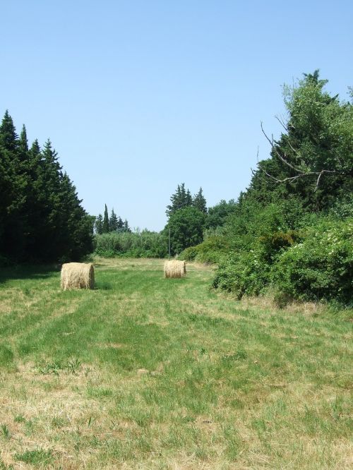 field provence spring