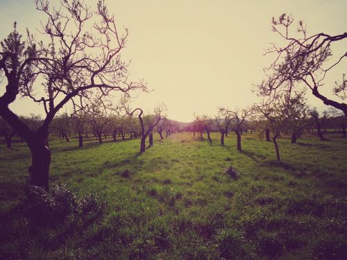 field nature landscape