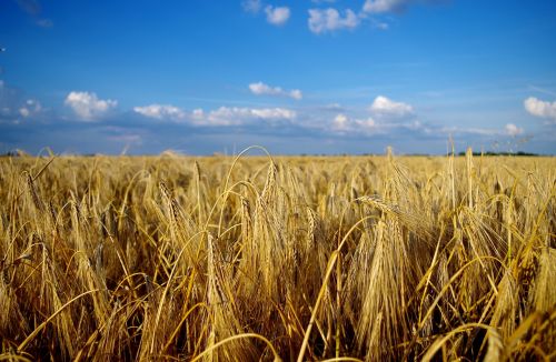 field wheat summer