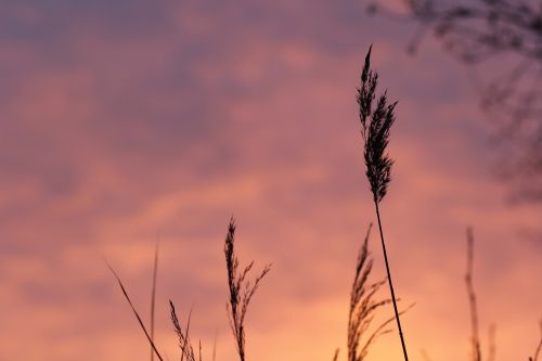 field meadow sunset