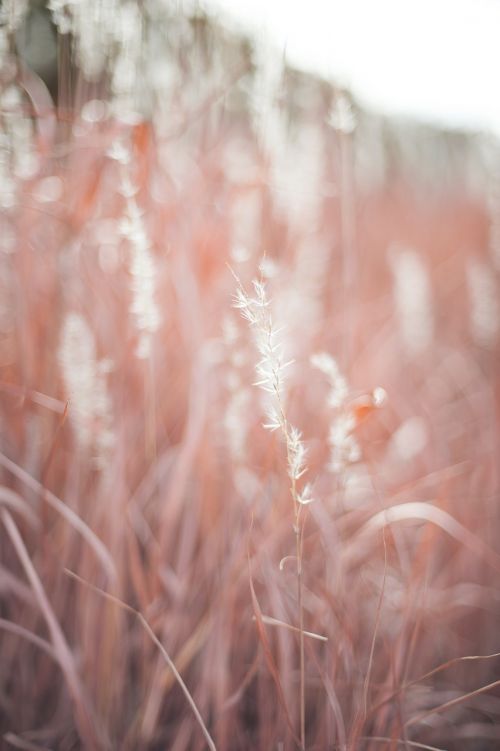 field grass nature